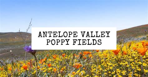 Explore the Beauty of the Antelope Valley Poppy Reserve | Tasty Itinerary