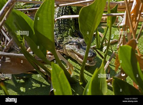 An American Alligator Stock Photo - Alamy