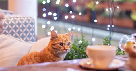 The London cat cafe where the cats are actually people - MyLondon