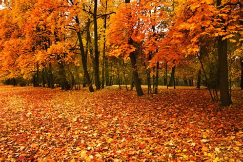 8 Things You Didn’t Know About Fall Leaves • Ivan's Tree Service