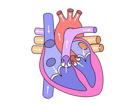 Unlabelled heart diagram