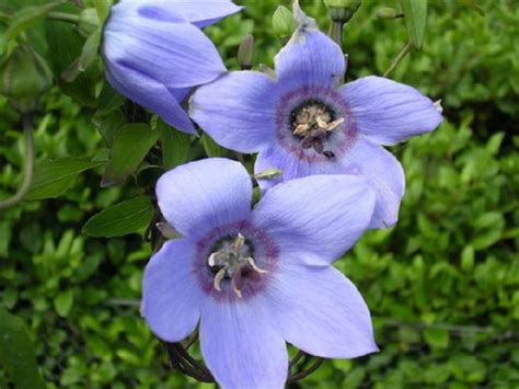 Codonopsis Flower, Garden Codonopsis