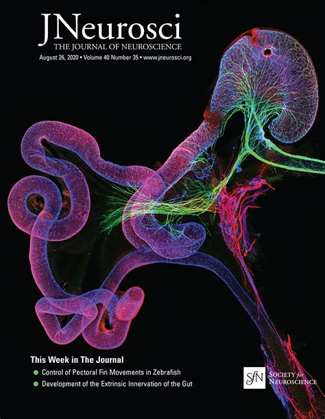 Table of Contents — August 26, 2020, 40 (35) | Journal of Neuroscience