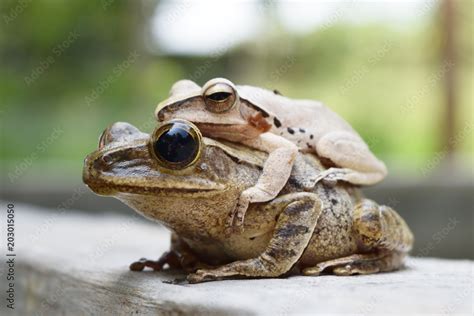 Frogs are mating on wall , Amphibians in tropical Asia , Local creature ...