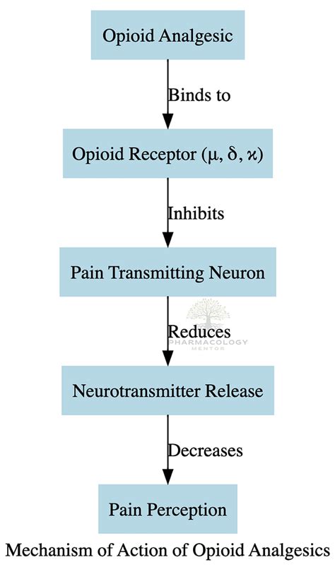 Pharmacology of Opioid Analgesics | Pharmacology Mentor