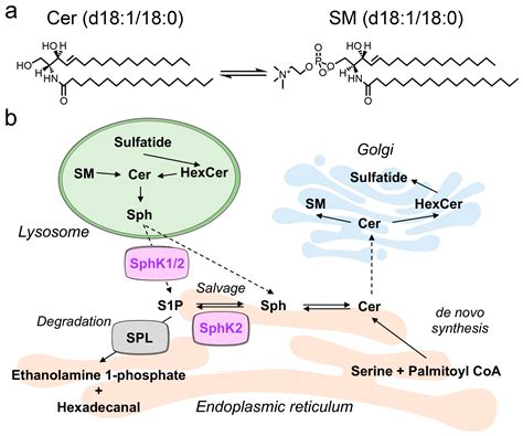 Metabolites | Free Full-Text | A Novel Function of Sphingosine Kinase 2 in the Metabolism of ...