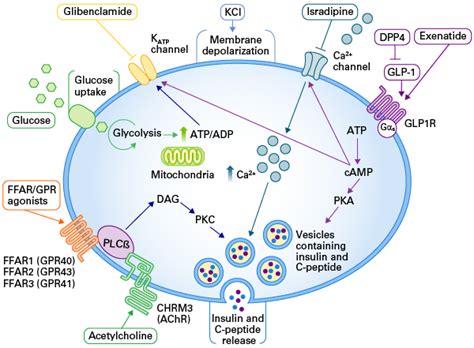 Cellartis human iPS cell-derived beta cells for diabetes drug discovery ...