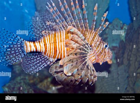 Beijing CHINA, "Beijing Zoo" Live Animals Exhibit "Fire Fish" in ...