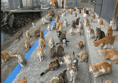 Tourists Flock to Japan's Cat Island In Record Numbers - Life With Cats