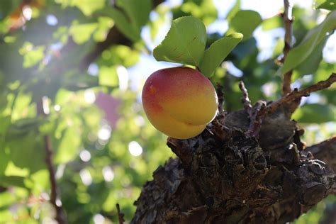 PHOTO ESSAY - An Apricot’s Journey | Casey Brewing and Blending