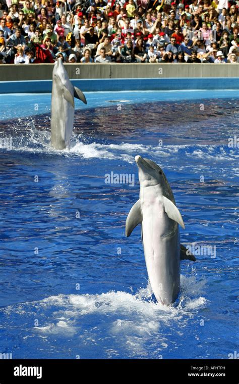 Dolphin show, Zoo Aquarium, Madrid, Spain Stock Photo - Alamy