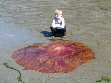 Giant Scary Jellyfish (13 pics) - Izismile.com