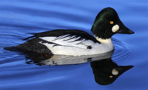 Male Goldeneye Duck stock image. Image of wildlife, common - 37130779