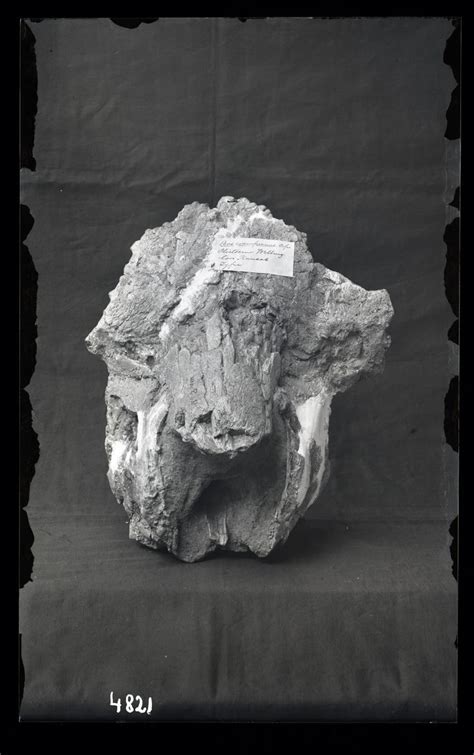 Pleistocene Cow Fossil from Wellington, Kansas, 1880s. | Smithsonian institution, Vertebrates ...