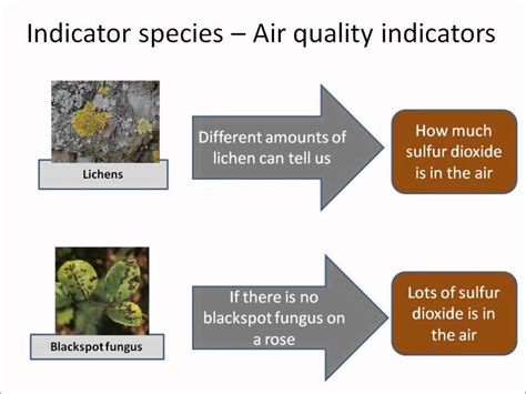 B1.32 Pollution indicators - YouTube