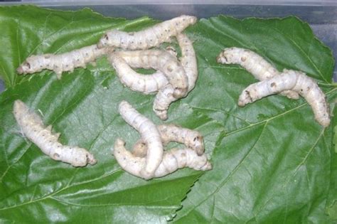 Fifth instar silkworm larvae. | Download Scientific Diagram