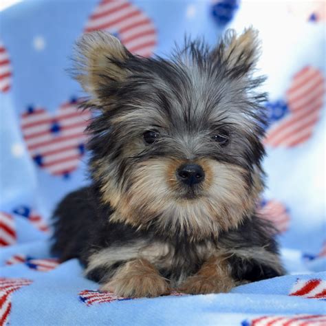 Silky Terrier - Ridgetop Kennels