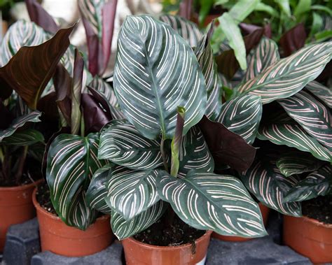 12 low-light indoor plants for shady spots in your home | Gardeningetc