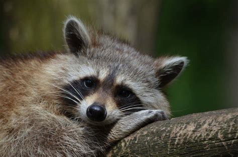 Raccoon Sounds at Night: Mysterious Sounds of The Wild - Animal Sounds