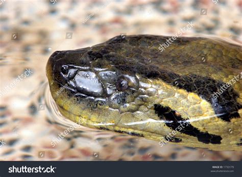 Anaconda Closeup Stock Photo 1733179 | Shutterstock