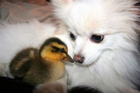 10 Animal Friendship Pictures | Amazing Creatures