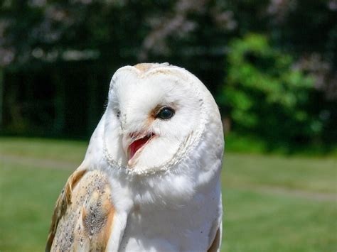 Premium Photo | A beautiful close up of a snowy owl