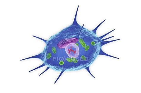 Osteoclast cell structure — osteocyte, biological - Stock Photo | #161673726