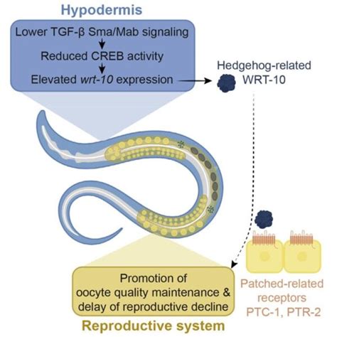 A C. elegans model reveals mechanisms behind reproductive aging