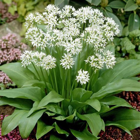 Wild Garlic Plant Flower