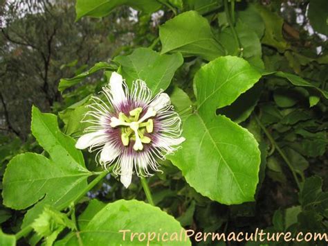 How To Grow Passion Fruit? By Growing Passionfruit Seeds...