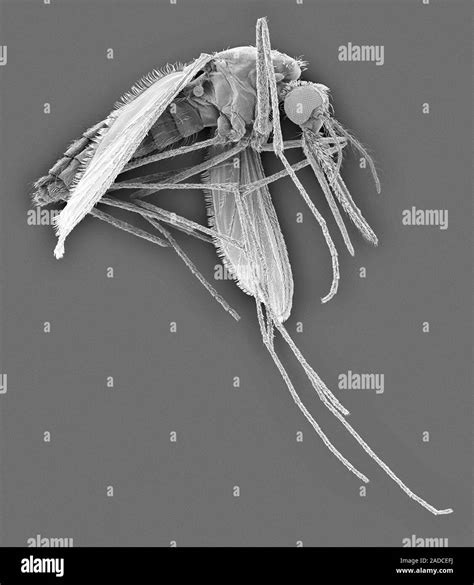 Scanning electron micrograph (SEM) of Anopheles stephensi, female mosquito vector carrier of ...