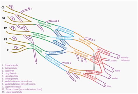 Brachial Plexus Schematic