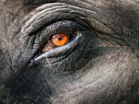 Close up of an elephant's eye stock photo - OFFSET