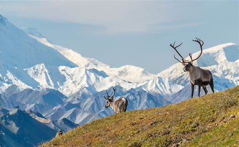 10 Interesting Facts About Mount Denali - WorldAtlas.com