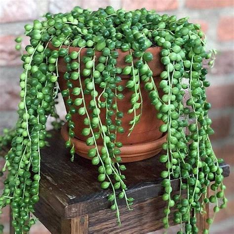 How to Grow String of Pearls Plant - Garden Go Time