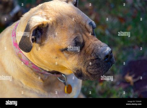 Dogs in Fall Leaves Stock Photo - Alamy