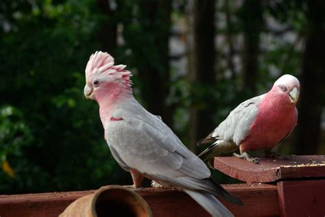 isley17027: Exotic birds of Australia