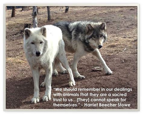 38 best wolf quotes images on Pinterest | Wolf quotes, Wolf spirit and Lone wolf