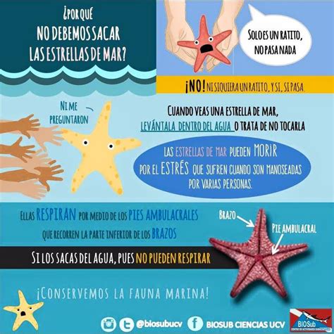 ¿Por qué no debemos sacar las estrellas de mar? - INVDES