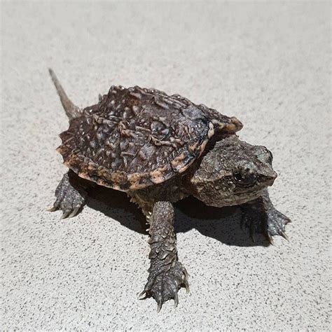 Baby Snapping Turtle For Sale aka Snapper Turtles for sale