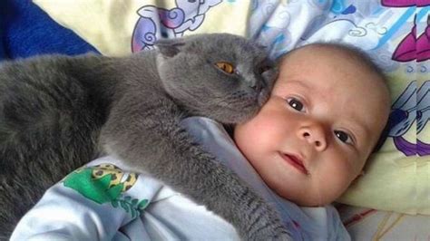 Cats Messing With Babies- The Compilation - Neatorama