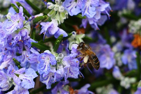 Free Images : nature, blossom, flower, pollen, herb, botany, flora ...