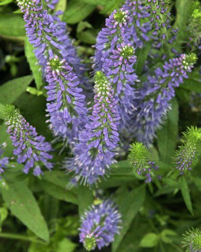 Veronica spicata | Nora's Perennials