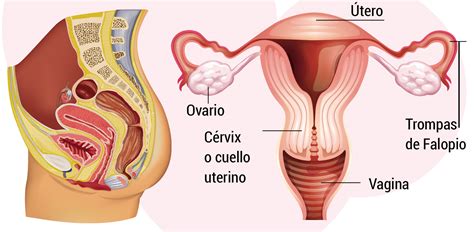 neutral Examinar detenidamente Inútil aparato reproductor femenino real retirarse Actual escribir