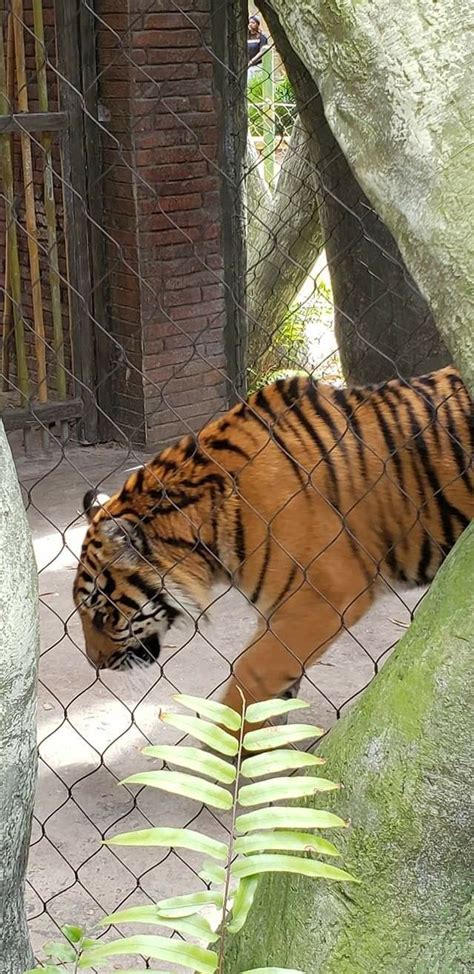 a tiger is walking around in the zoo