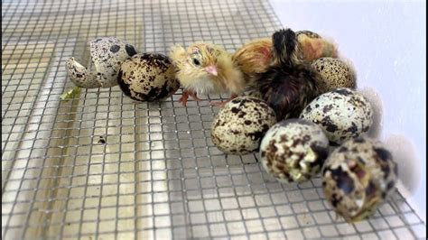 Coturnix Quail hatching in incubator | FunnyDog.TV