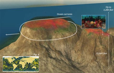 Infographic: Seamounts | Oceana USA