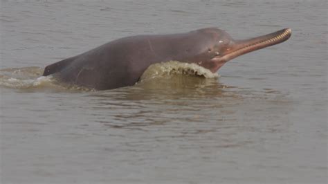 Endangered Gangetic River Dolphins’ Population Increases in India’s ...