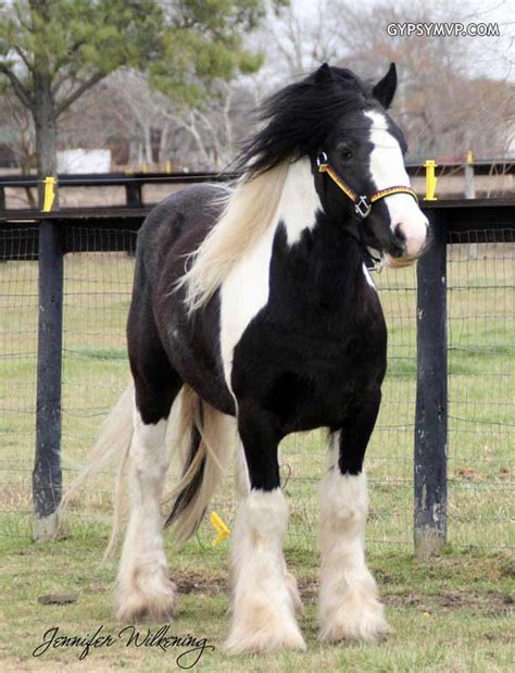 Gypsy Vanner Horses for Sale | Stallion | Piebald | Poser