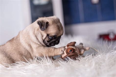 What is a Teacup (or Toy) Pug? - Boogie the Pug